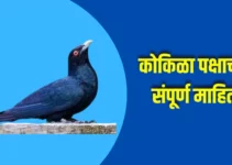 कोकिळा पक्षाची संपूर्ण माहिती Cuckoo Bird Information In Marathi