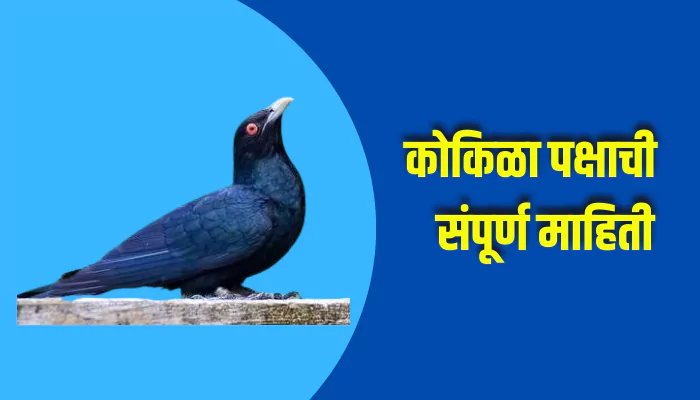 Cuckoo Bird Information In Marathi
