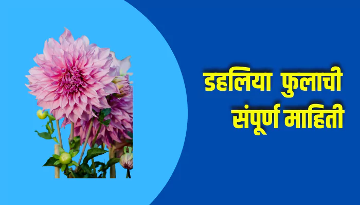 Dahlia Flower Information In Marathi