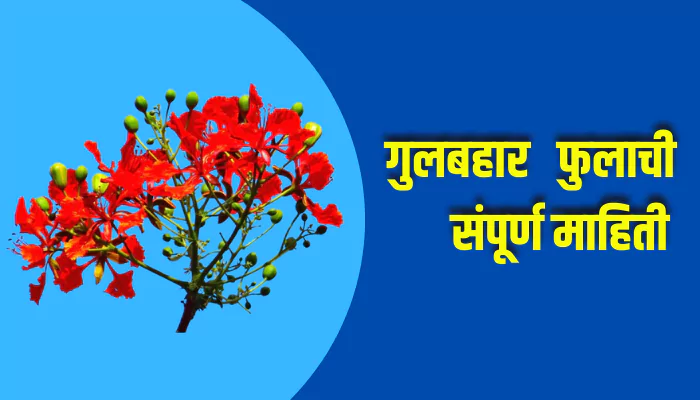 Daisy Flower Information In Marathi