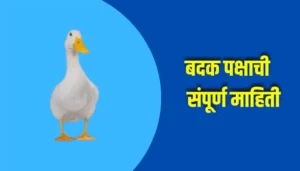 Duck Bird Information In Marathi