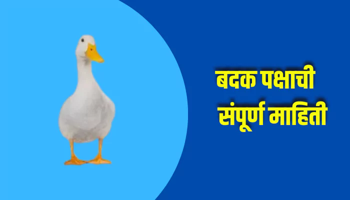 Duck Bird Information In Marathi