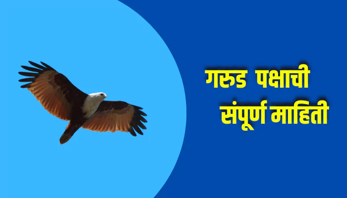 Eagle Bird Information In Marathi