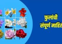 फुलांची संपूर्ण माहिती Flowers Information In Marathi