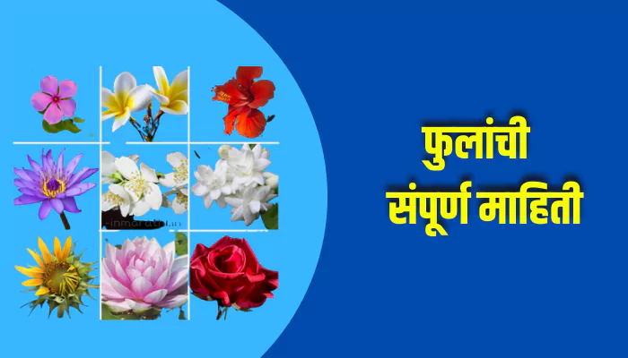 Flowers Information In Marathi