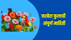 Gerbera Flower Information In Marathi