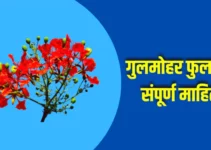 गुलमोहर फुलाची संपूर्ण माहिती Gulmohar Flower Information In Marathi