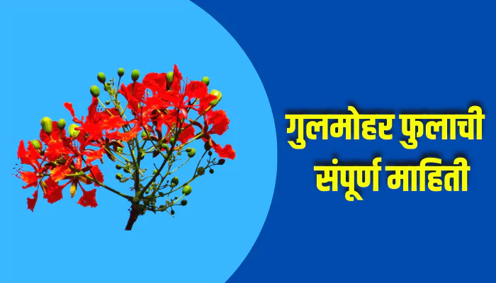 Gulmohar Flower Information In Marathi