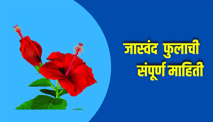 Hibiscus Flower Information In Marathi