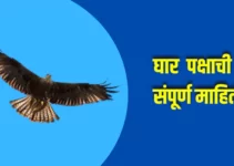 घार पक्षाची संपूर्ण माहिती Kite Bird Information In Marathi