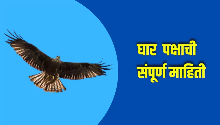 Kite Bird Information In Marathi