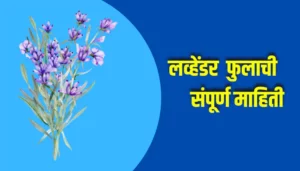 Lavender Flower Information In Marathi