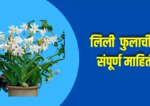 लिली फुलाची संपूर्ण माहिती Lily Flower Information In Marathi