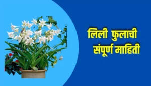 Lily Flower Information In Marathi