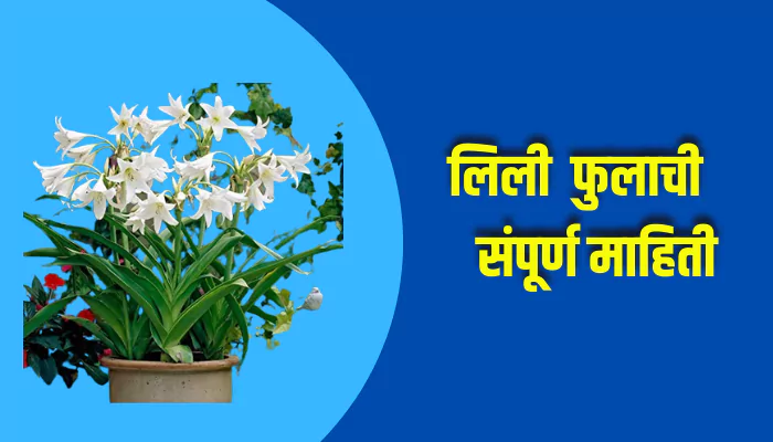 Lily Flower Information In Marathi