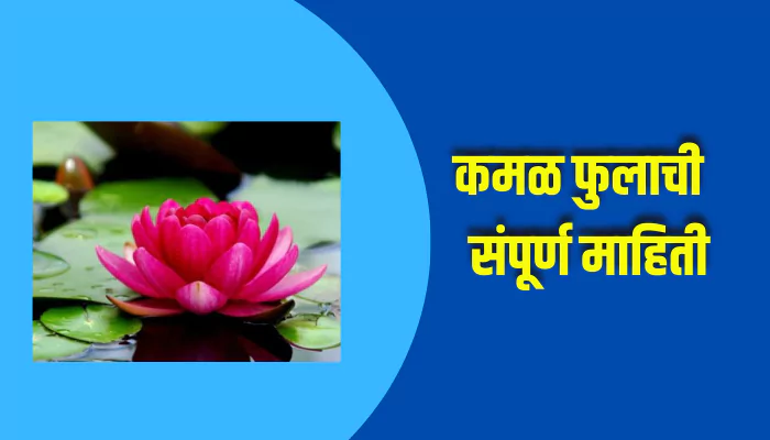 Lotus Flower Information In Marathi