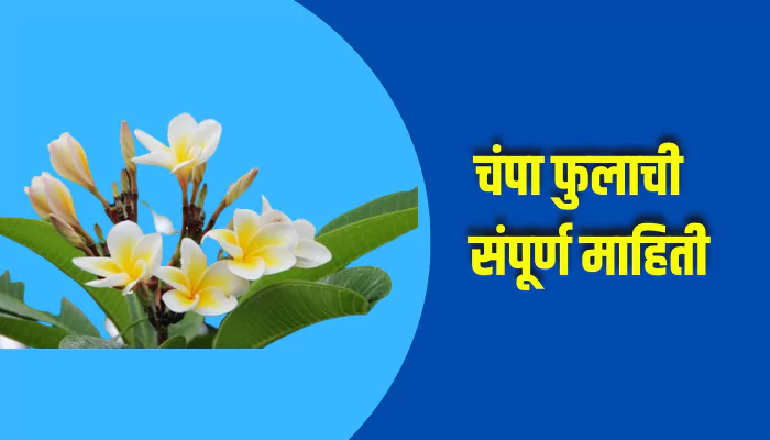 Magnolia Flower Information In Marathi