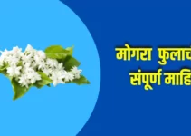 मोगरा फुलाची संपूर्ण माहिती Mogra Flower Information In Marathi