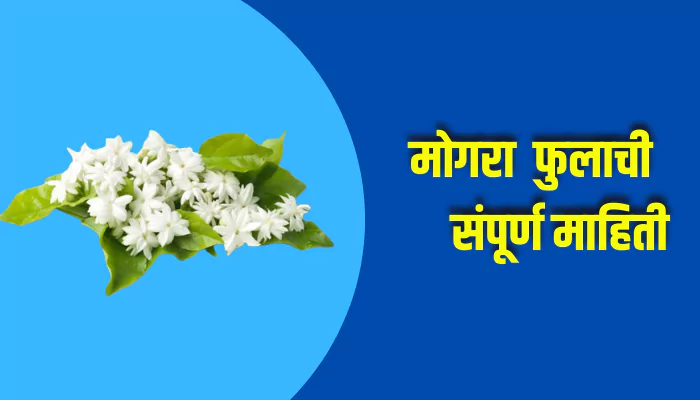 Mogra Flower Information In Marathi