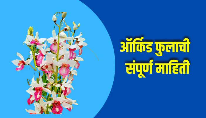 Orchid Flower Information In Marathi