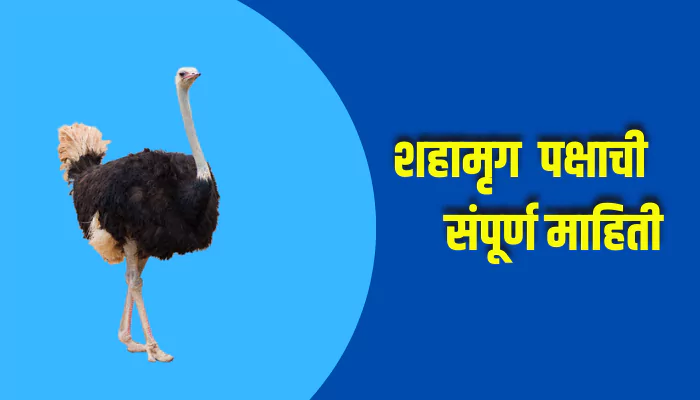 Ostrich Bird Information In Marathi