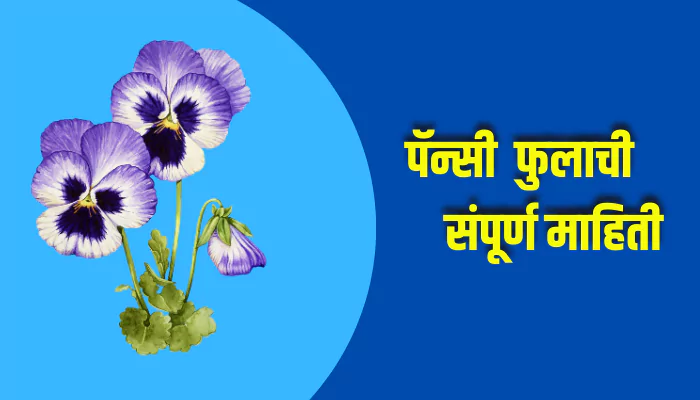 Pansy Flower Information In Marathi