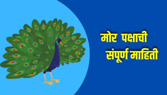 Peacock Bird Information In Marathi