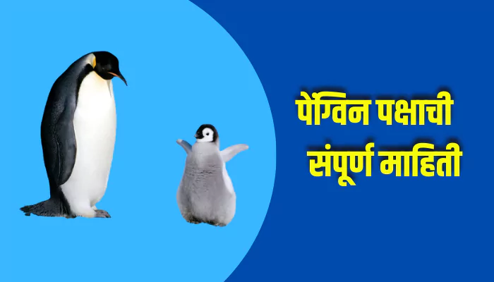 Penguin Bird Information In Marathi