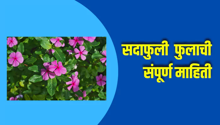 Periwinkle Flower Information In Marathi