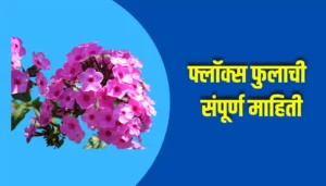 Phlox Flower Information In Marathi