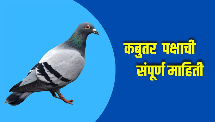 Pigeon Bird Information In Marathi