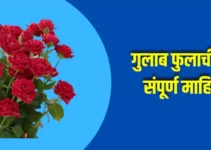 गुलाब फुलाची संपूर्ण माहिती Rose Flower Information In Marathi
