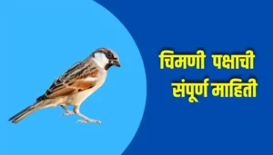 Sparrow Bird Information In Marathi