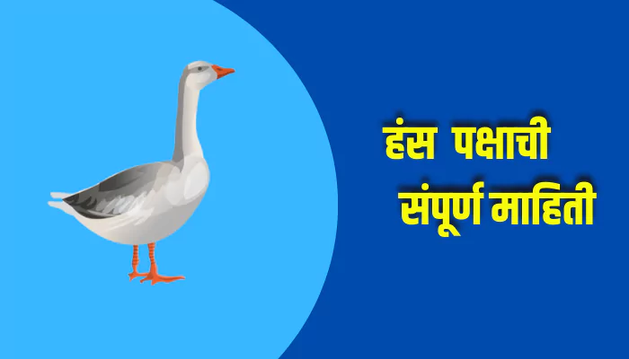 Swan Bird Information In Marathi