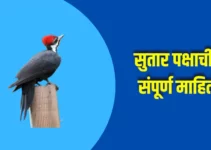 सुतार पक्षाची संपूर्ण माहिती Woodpecker Bird Information In Marathi