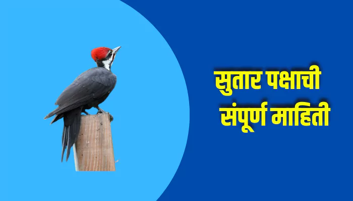 Woodpecker Bird Information In Marathi