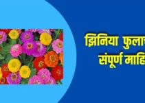 झिनिया फुलाची संपूर्ण माहिती Zinnia Flower Information In Marathi