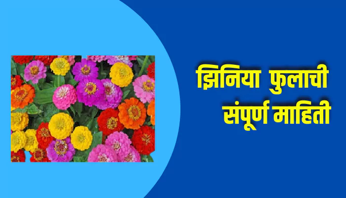 Zinnia Flower Information In Marathi