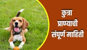 Dog Animal Information In Marathi