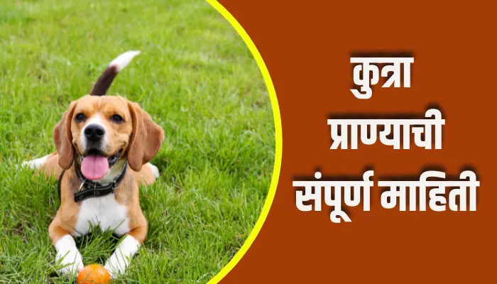 Dog Animal Information In Marathi