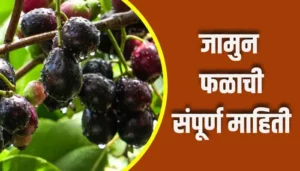 Jamun Fruit Information In Marathi