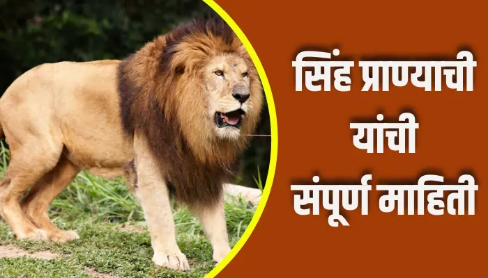 Lion Animal Information In Marathi