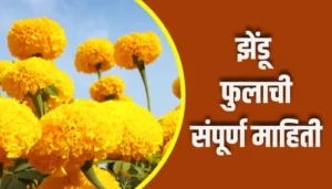 Marigold Flower Information In Marathi