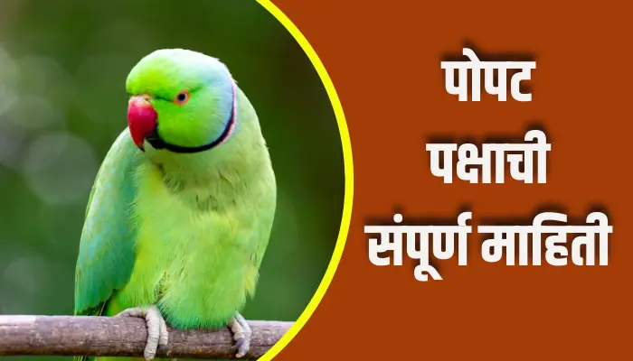 Parrot Bird Information In Marathi