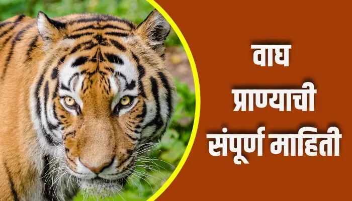 Tiger Animal Information In Marathi