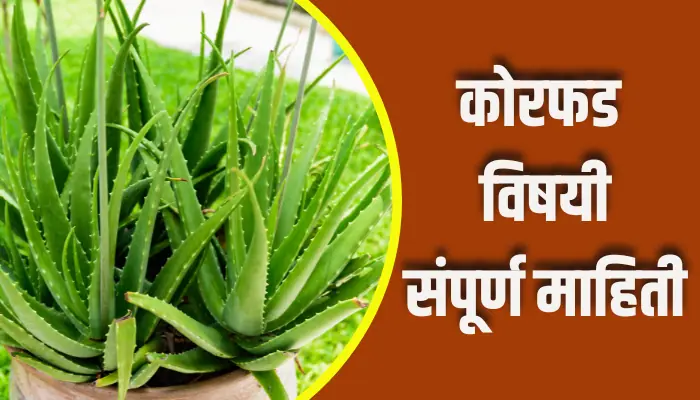 Aloevera Information In Marathi