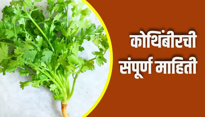 Coriander Information In Marathi