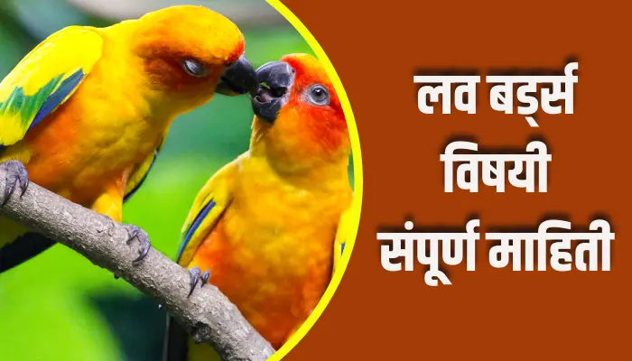 Love Birds Information In Marathi