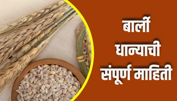 Barley Information In Marathi