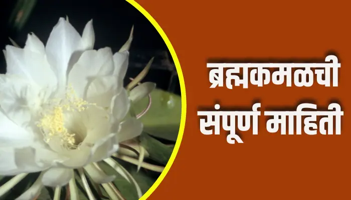 Bramha kamal Information In Marathi